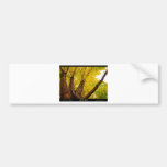 Autumn Maple  Tree - Poster Bumper Sticker