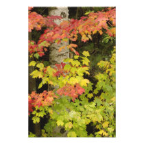 Autumn maple trees and birch tree, White