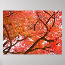 Autumn Maple Trees Print Landscape Poster
