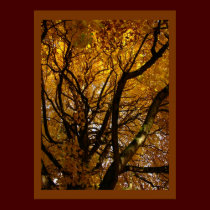 Autumn Maple Trees Print Landscape Poster posters