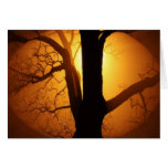 Autumn Moon Shining Through the Tree Cards