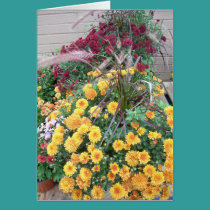 Autumn Mums cards