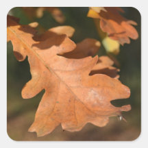 Autumn Oak Leaf Stickers
