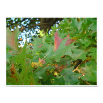 Autumn Oak Leaves posters