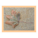 Autumn on the Sidewalk posters by S_Evelyn_Vincent Autumn on the Sidewalk posters