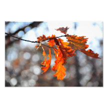 Autumn orange leaf photo print