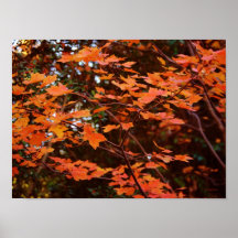 Autumn Orange Print