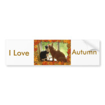 Autumn Orange Tabby Cats bumper stickers