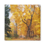 Autumn Path Magnets