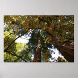 "Autumn Perspective", Muir Woods Posters