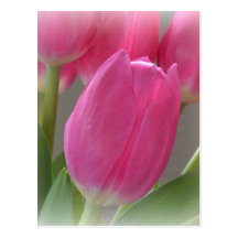Autumn Pink Tulips Postcard