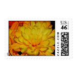 Autumn Pom Daisy-012 Postage