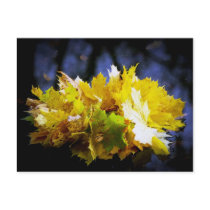 Autumn Post Card