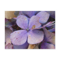 Autumn - postcard (Hortensia)