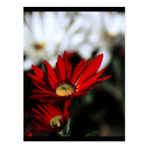 autumn postcards
