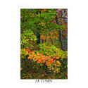 Autumn posters by photonut Autumn posters