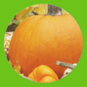 autumn Pumpkins Sticker by lynnhsmomof2 autumn Pumpkins Sticker