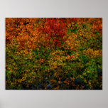 Autumn Rainbow Posters