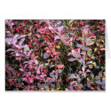 Autumn Red Berried Sticker Bush cards by ebroskie1234 Autumn Red Berried Sticker Bush cards