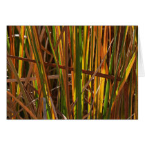 Autumn Reeds Number 1 cards by EarthSmiles Autumn Reeds Number 1 cards