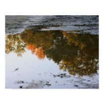 Autumn Reflections In A Puddle Nature Poster
