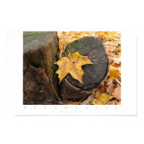 Autumn Rests posters by jesterbryanc Autumn Rests posters