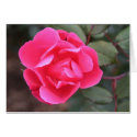Autumn Rose cards by cunningba Autumn Rose cards