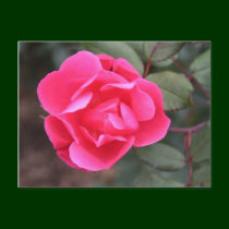 Autumn Rose postcards