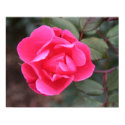 Autumn Rose posters by cunningba Autumn Rose posters