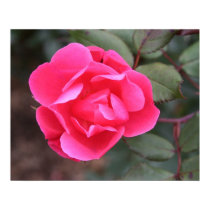 Autumn Rose posters by cunningba Autumn Rose posters
