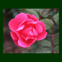 Autumn Rose posters