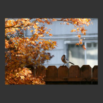 "Autumn Song Bird" posters