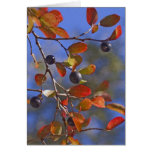 Autumn Sparkleberry Card