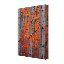 Autumn Splendor