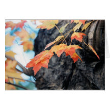 Autumn Splendor Cards