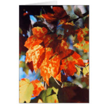 Autumn Splendor Greeting Card
