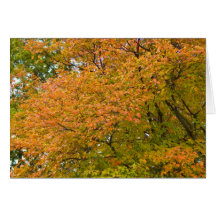 Autumn Splendor Greeting Cards