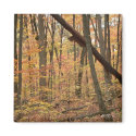 Autumn Stillness Magnet by hopefulone Autumn Stillness Magnet
