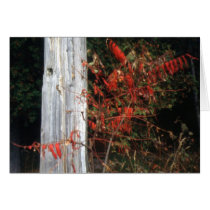 Autumn Sumac cards