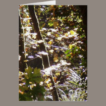 Autumn Sun Rays #12 cards