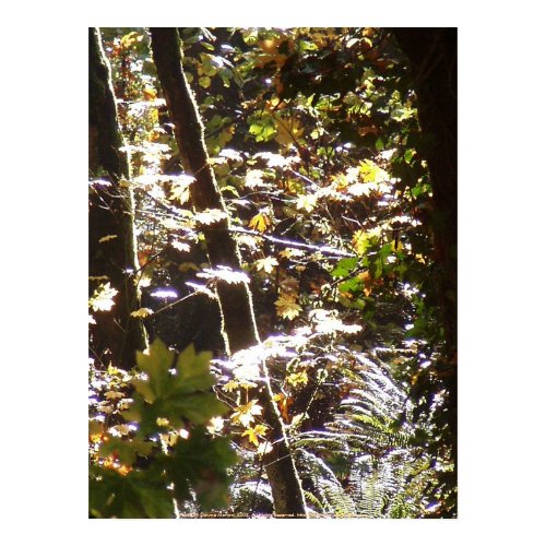 Autumn Sun Rays #12 print