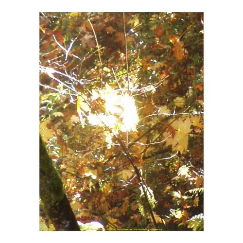Autumn Sun Rays #14 print