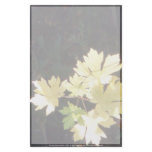 Autumn Sun Rays #34 stationery