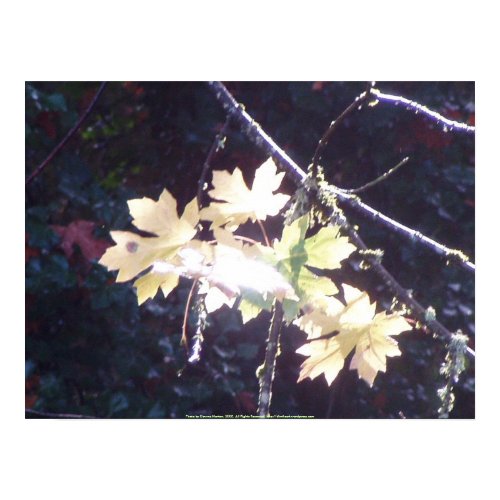 Autumn Sun Rays #38 print