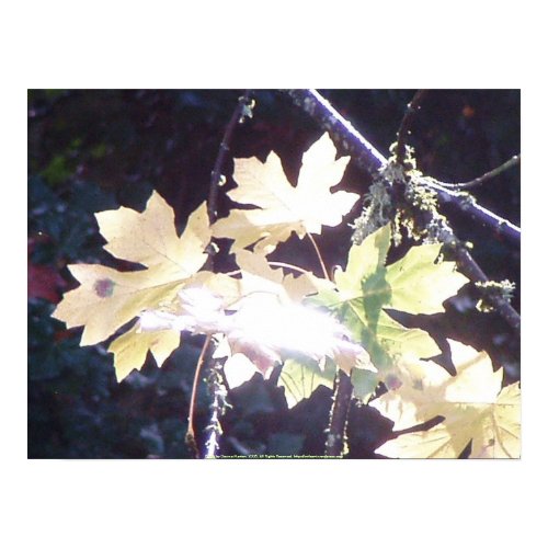 Autumn Sun Rays #39 print