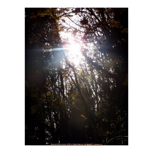 Autumn Sun Rays # 42 print