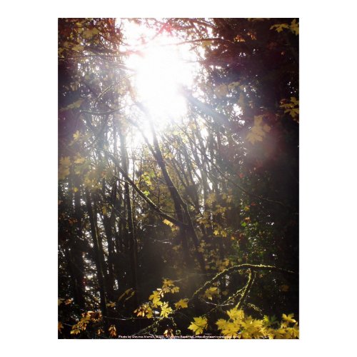 Autumn Sun Rays #43 print