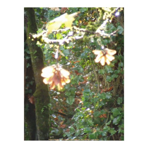 Autumn Sun Rays #44 print