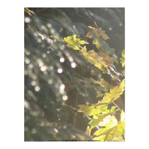 Autumn Sun Rays #53 print