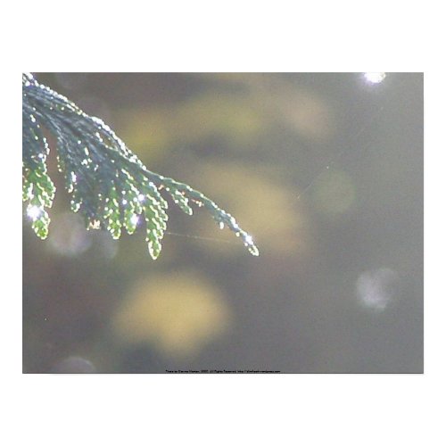Autumn Sun Rays #59 print